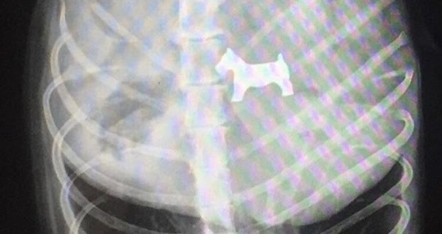 Jason And Tony: An X-Ray of a Dog Who Swallowed the Monopoly Dog Token